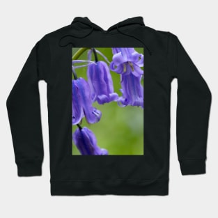 Bluebells (Hyacinthoides non-scripta) (B570/1540) Hoodie